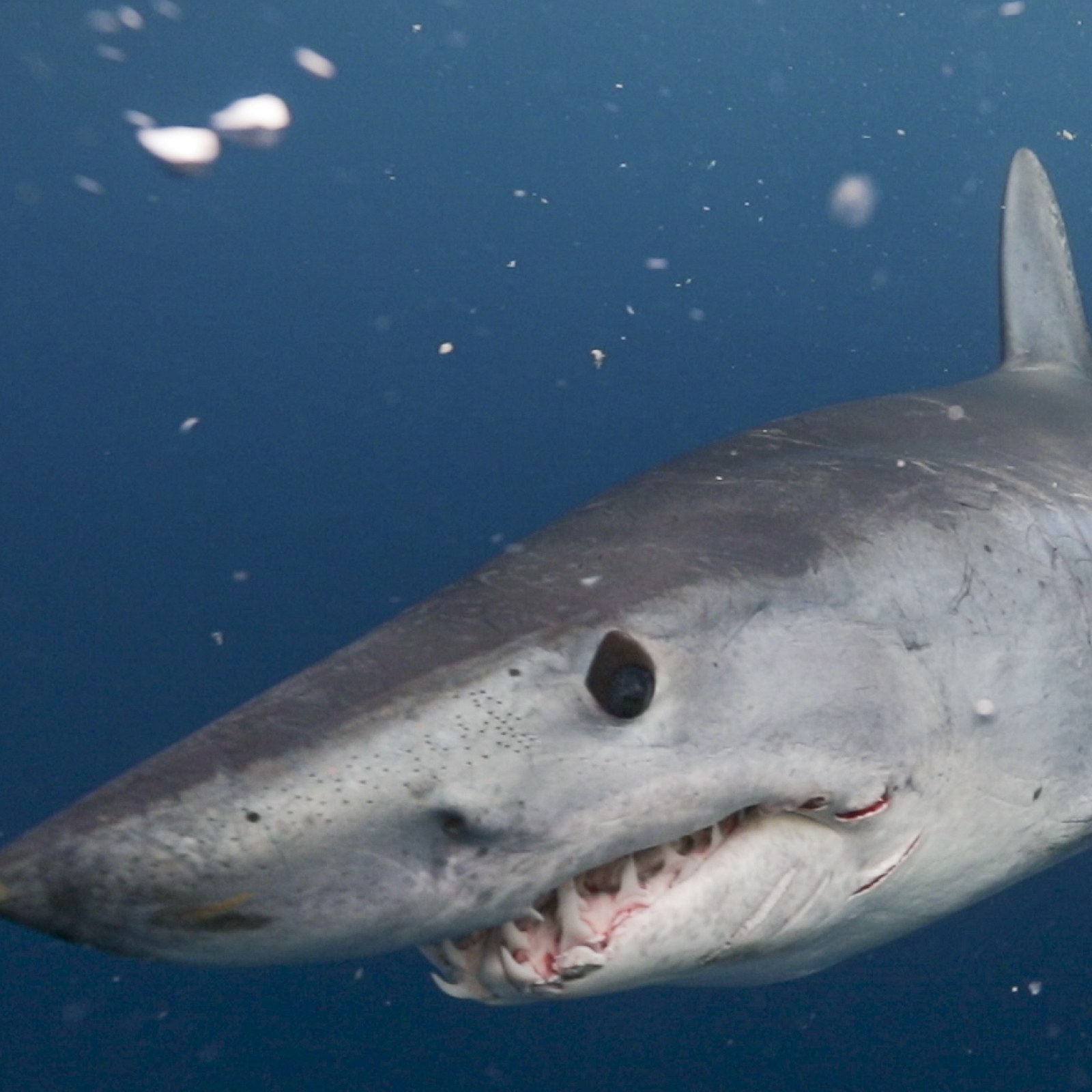 Out shark. Акула мако. Тихоокеанская сельдевая акула. Серо голубая акула мако. Атлантическая сельдевая акула.